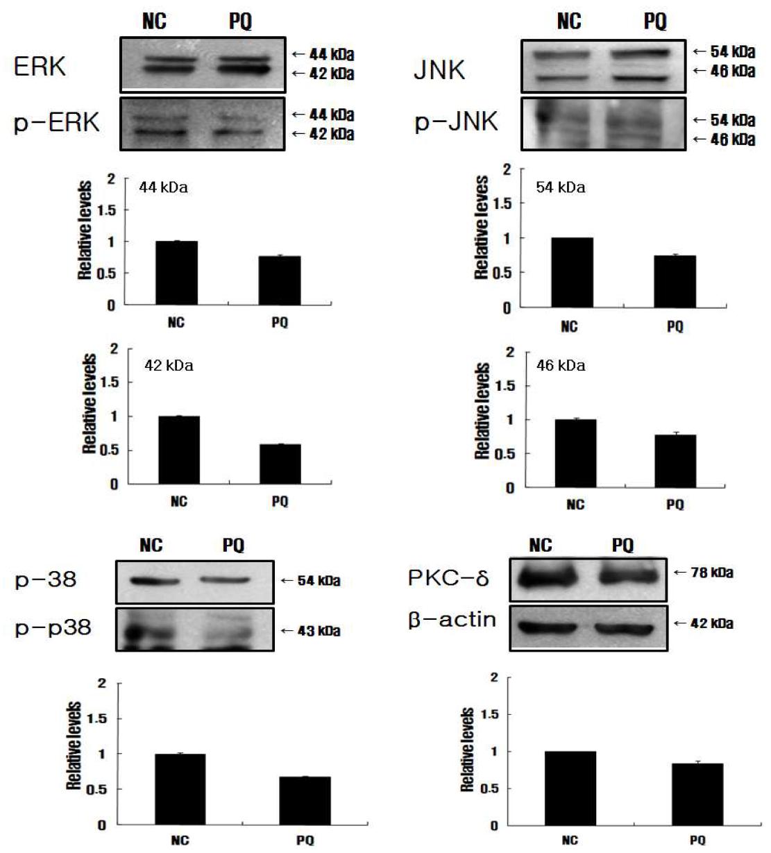 Modulated expression of the MAPK(Mitogen activated protein kinases) families by paraquat in BV 2 microglia