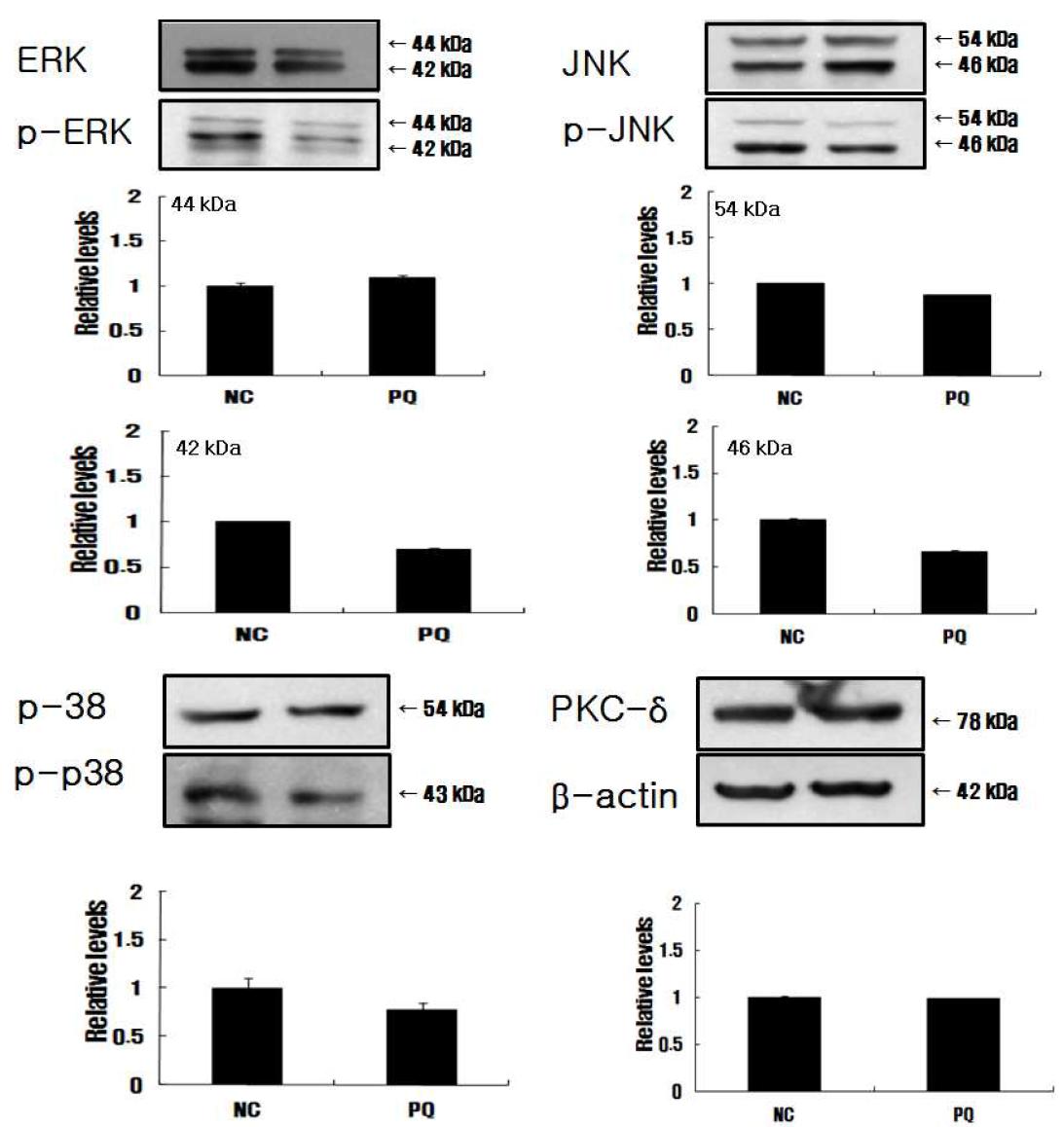 Modulated expression of the MAPK families by paraquat in C57BL/6 mice