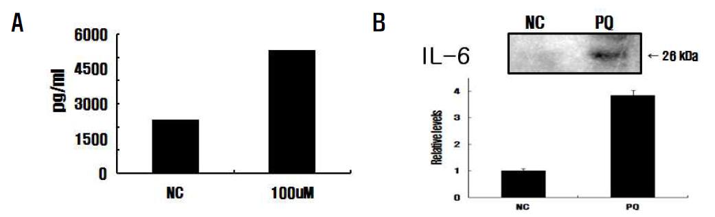 Secrected protein by paraquat in BV 2 microglia. Bioplex assays(A), Western blot(B).