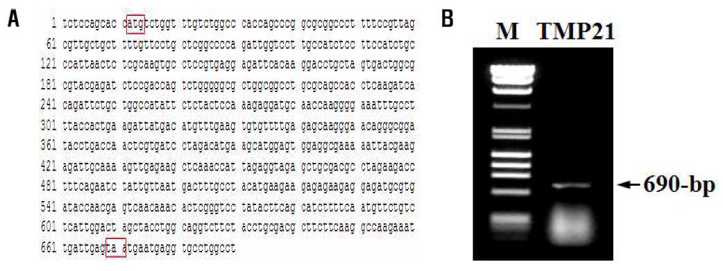 인간 TMP21유전자 분리. hTMP21 유전자 염기서열(A), hTMP21 PCR 생성물(B)