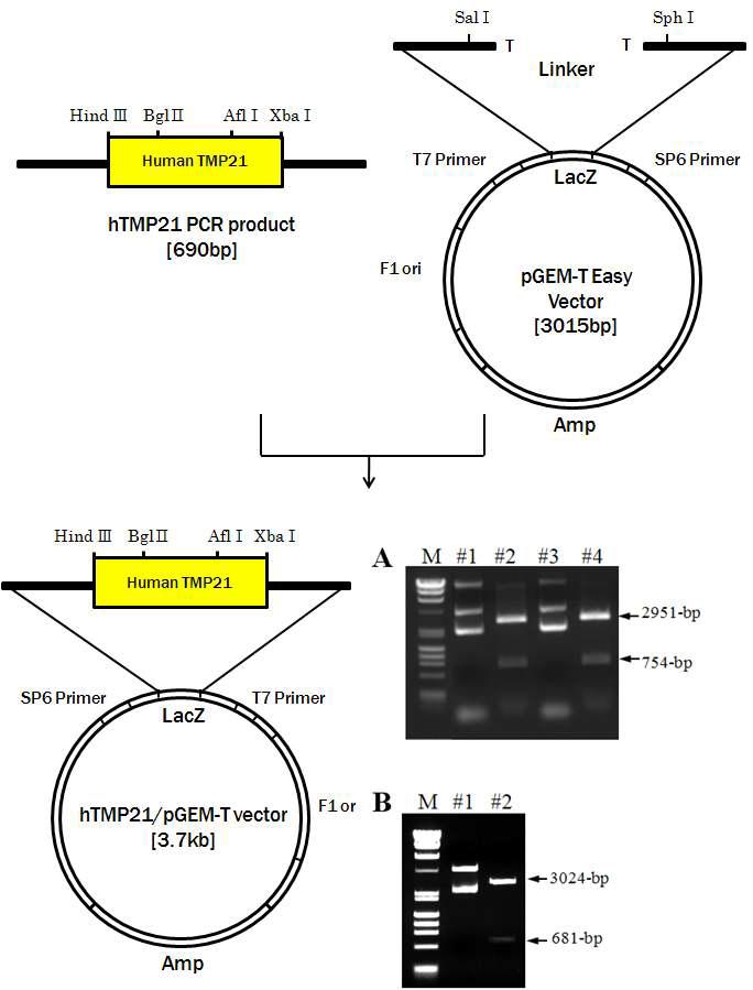 유전자 증폭된 hTMP21 cDNA 절편을 pGEM-T벡터 클로닝 및 확인.