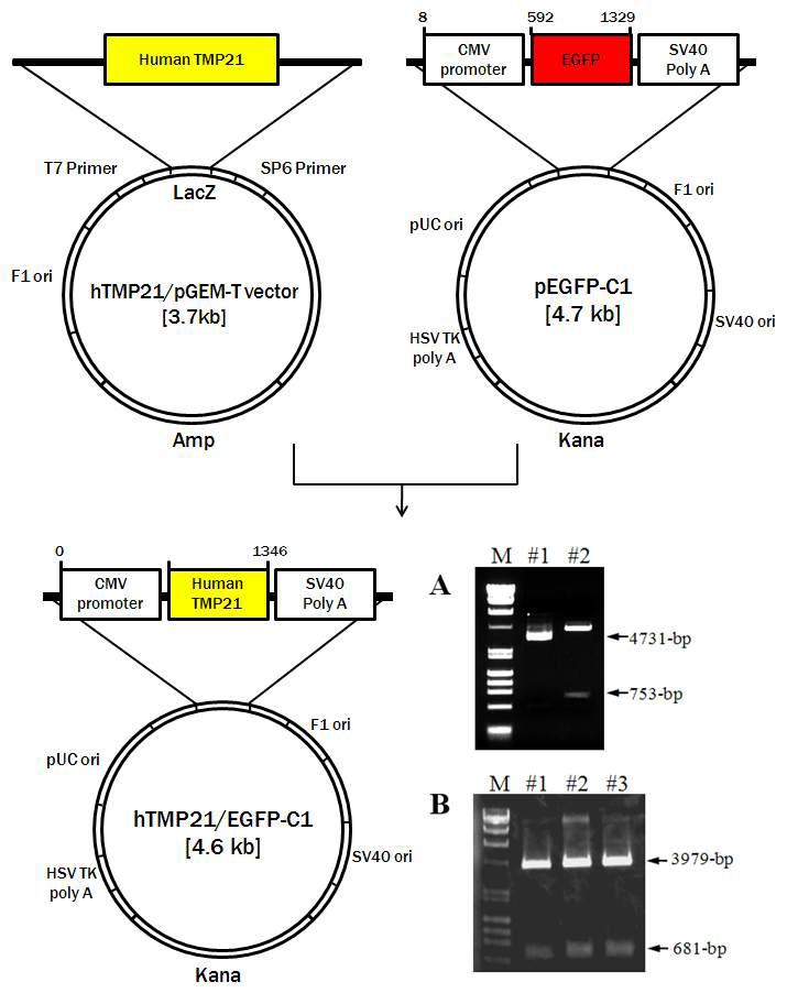 pCMV/TMP21-C1 벡터제조 및 확인.