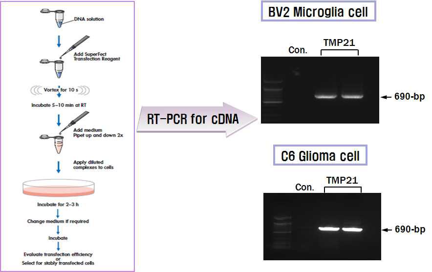 신경세포주에 pCMV/TMP21 벡터 도입