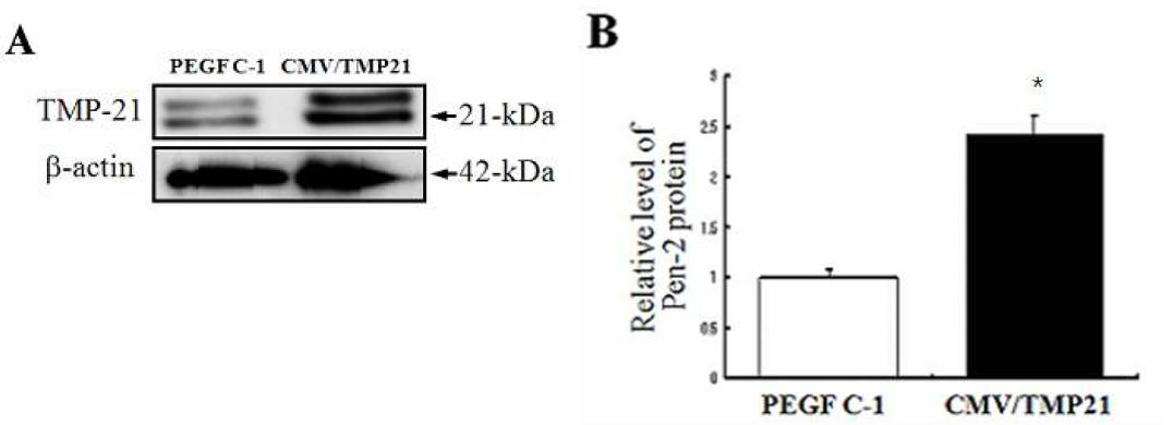 pEGFP-C1 and CMV/hTMP21 발현분석.