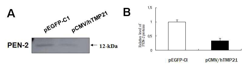 pEGFP-C1 와 CMV/hTMP21에서 Pen-2 발현분석.