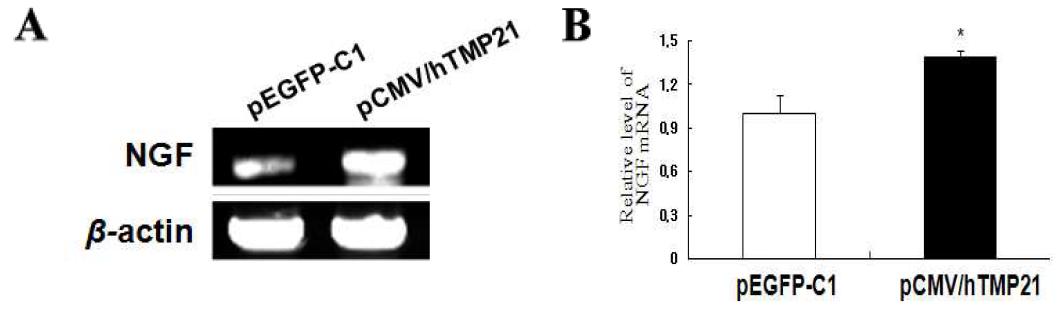 NGF 유전자 발현.