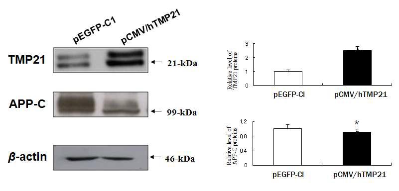 BV2 microglia 세포에서 pCMV/hTMP21 발현.