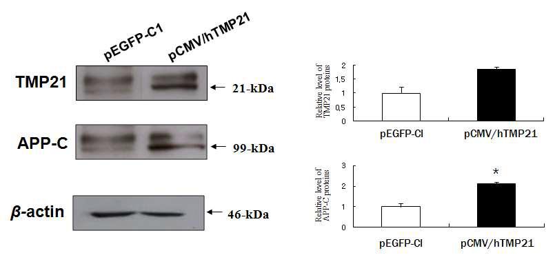 C6 glioma 세포에서 pCMV/hTMP21 발현.