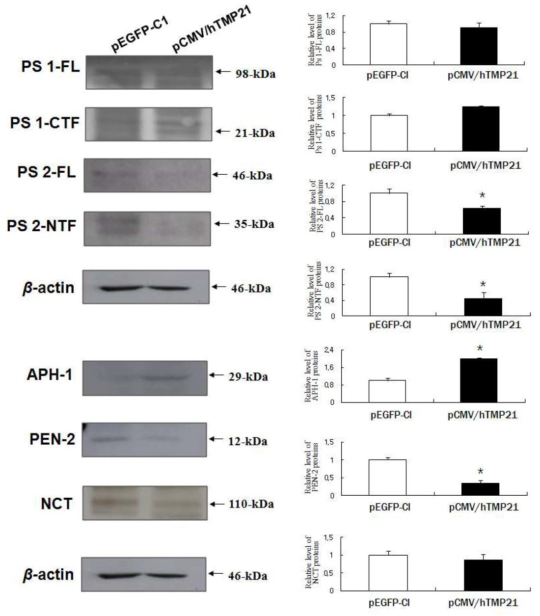 hTMP21에 의한 BV2 microglia 세포에서 γ-secretase protein의 변화.