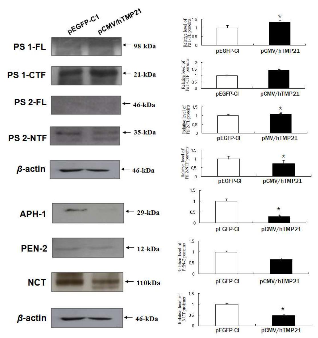 hTMP21에 의한 C6 glioma 세포에서 γ-secretase protein의 변화.