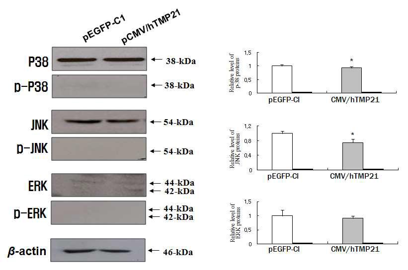 BV2 microglia 세포에서 TMP21에 의한 MAPK 신호전달 단백질의 변화.