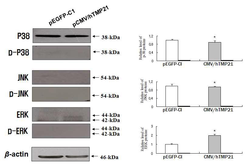 C6 glioma 세포에서 TMP21에 의한 MAPK 신호전달 단백질의 변화.