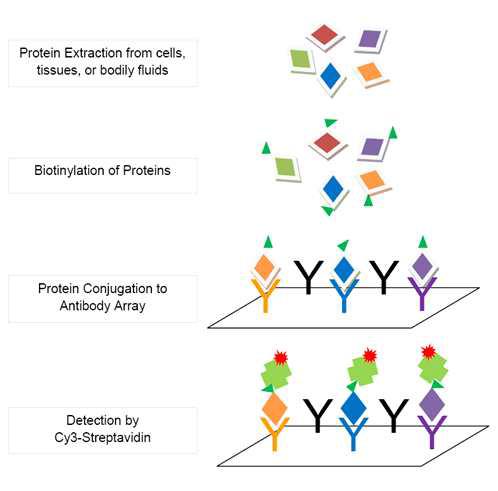 단백질 microarray analysis 방법.