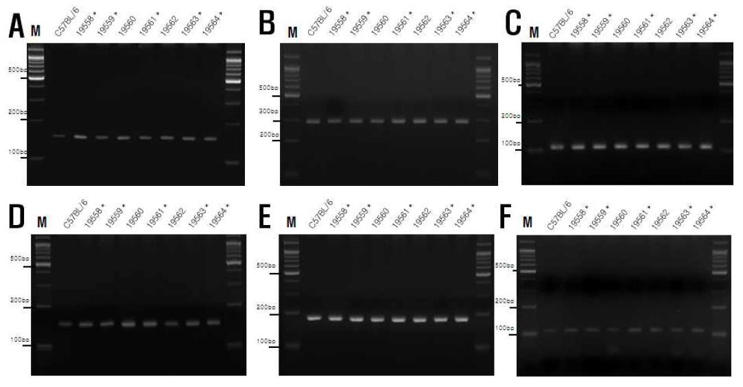 CMV/hTIMP21 transgenic mice에서 microsatellite polymorphism 확인.