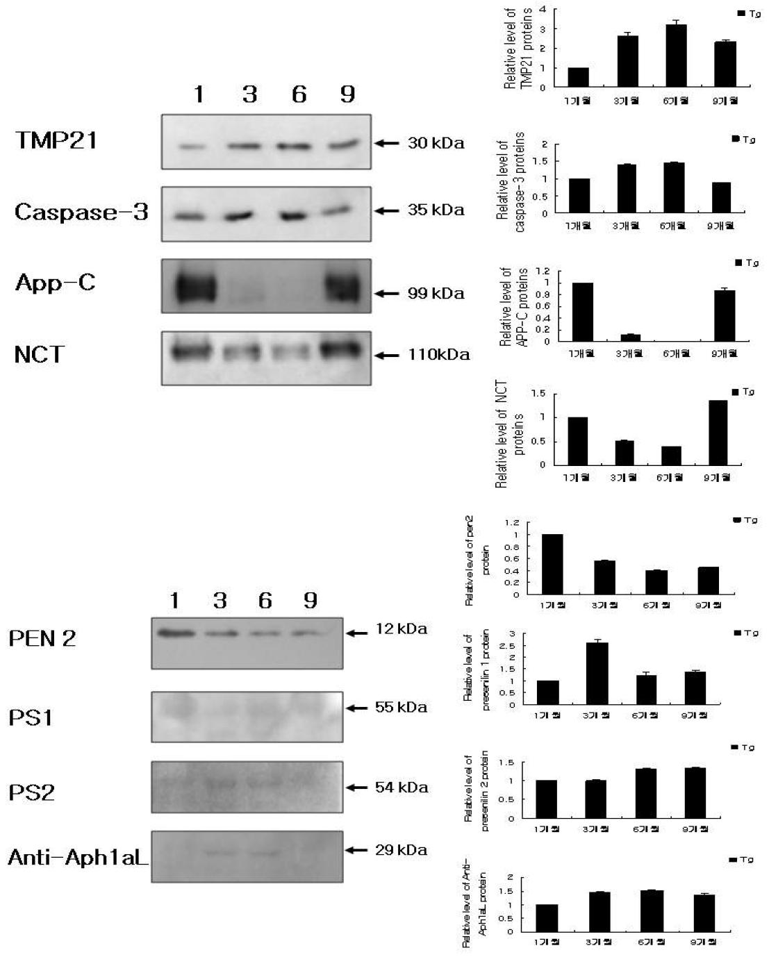 hTMP21 유전자가 도입된 형질전환동물에서 연령별 시기에따른 γ-secretase protein의 변화.