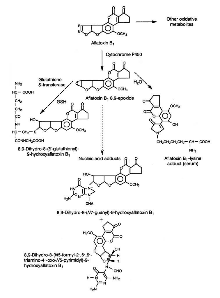 Aflatoxin B1의 생체내 대사과정