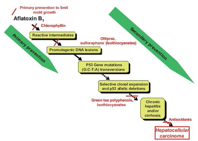 간암발생 고위험군의 aflatoxin 유발성 간암 감소를 위한 식이 대책