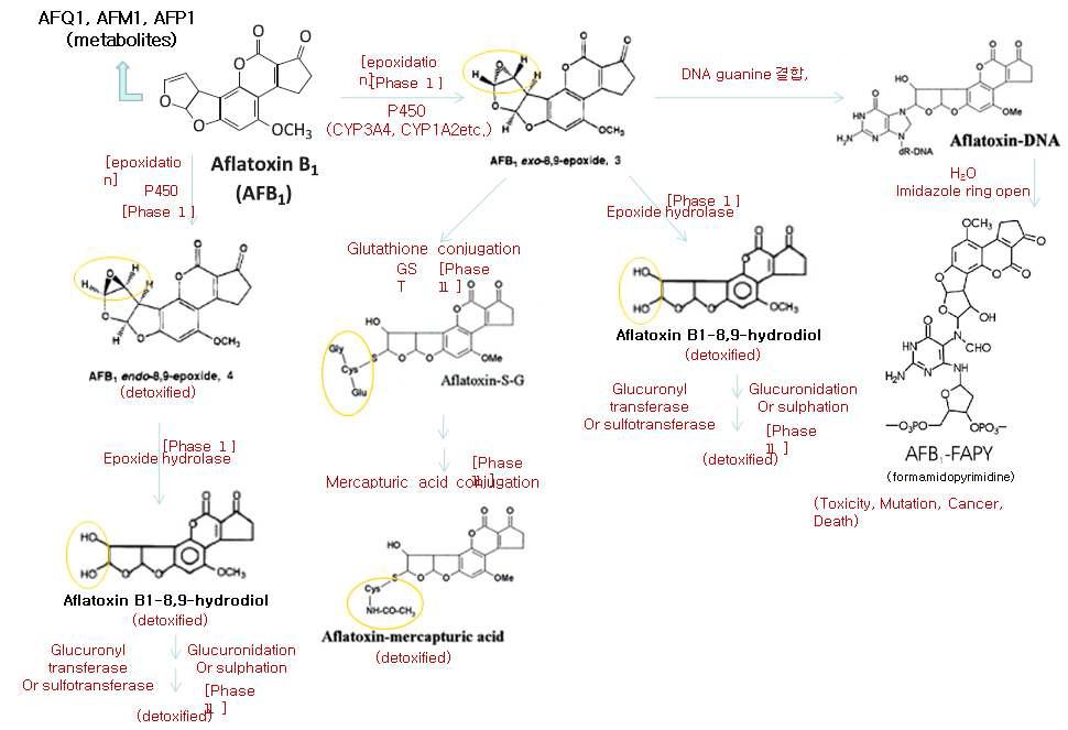 아플라톡신의 대사 활성화 및 무독화 과정