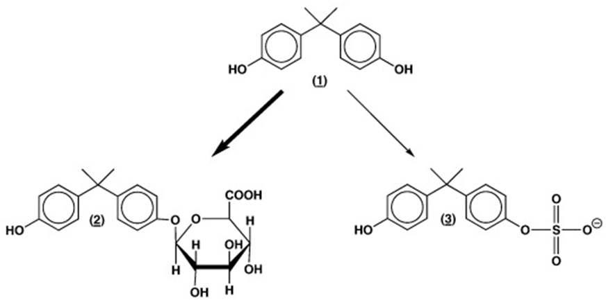 비스페놀A의 대사체 형성