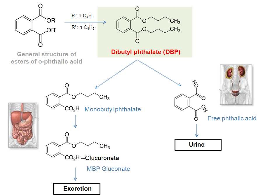 생체 내에서의 프탈레이트 대사