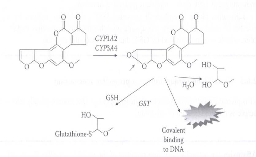 아플라톡신의 대사 활성화 및 무독화 과정