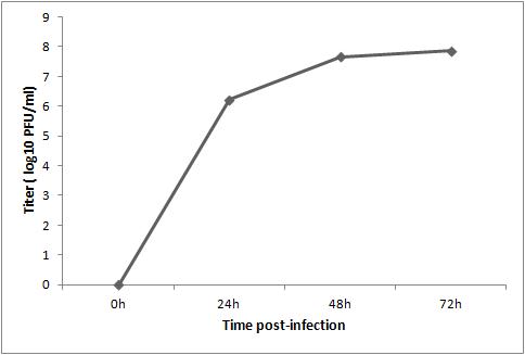 세포배양 인플루엔자 생백신 항원의 33℃ 에서의 생산 곡선 (MDCK)