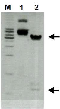 mammalian expression vector에 p22-FLIP 유전자 삽입 유무확인.