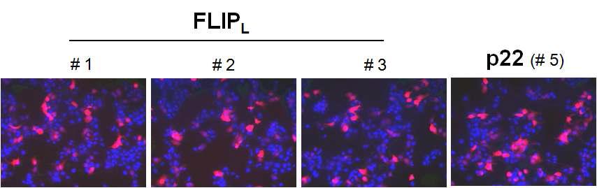 각 FLIP isoform을 효과적으로 발현하는 plasmid의 선별