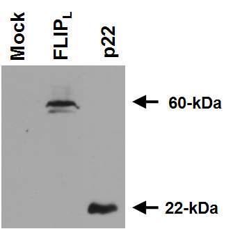 각 FLIP isoform을 발현하는 plasmid 대량 정제 산물에서 각 단백질의 발현 확인