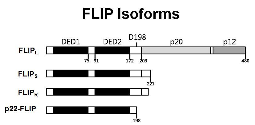 FLIP isoform의 모식도