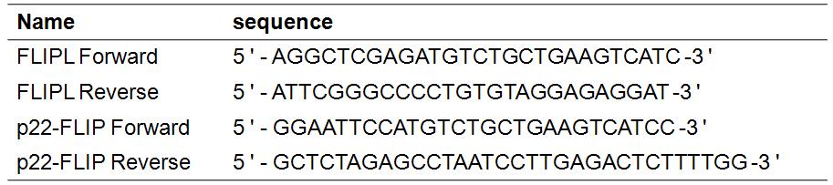각 FLIPL과 p22-FLIP 유전자 증폭을 위한 RT-PCR primer set