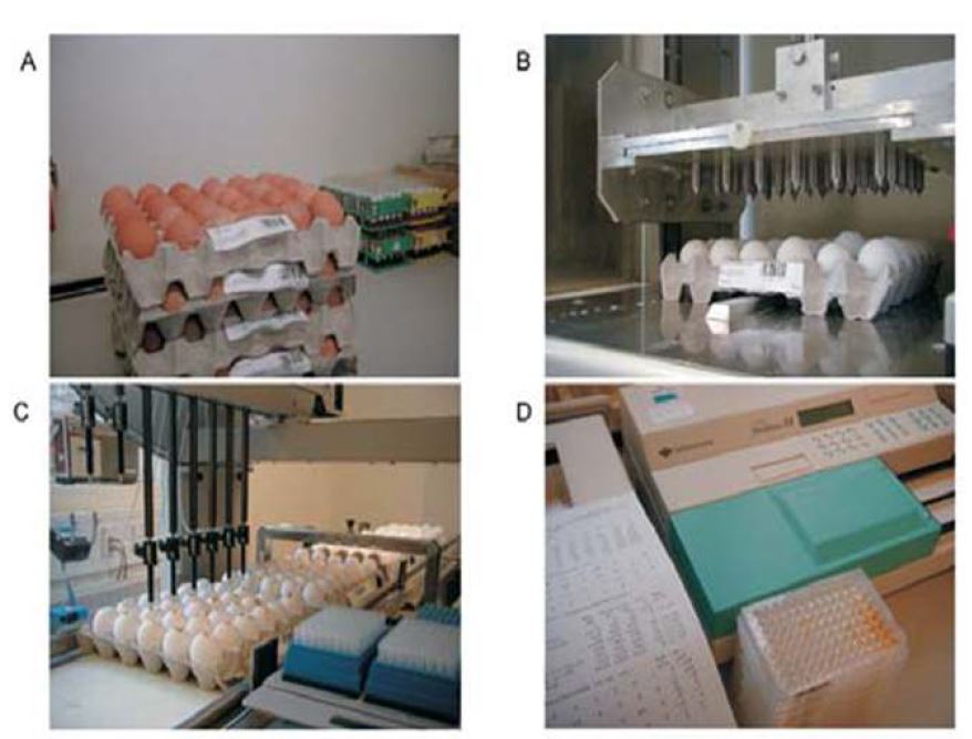 그림 7. 덴마크에서 계란의 살모넬라 모니터링 방법. A: 9주마다 생산자당 60개 계란 수거-바코드 기재 B: egg breaker가 동시에 30개 계란에 구멍뚫음 C: 달걀 노른자만 microtiter tray 이동 D: Enzyme-linked immunosorbent assay 분석, 결과는 중앙 데이터베이스에 전송