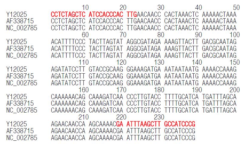NCBI에 등재된 타조(Struthio camelus)의 16s rDNA 염기서열에 대한 이론적 평가
