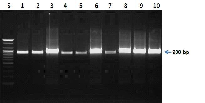 CO1 부위를 증폭하기 위한 LCO/HCO 프라이머를 이용한 PCR 결과