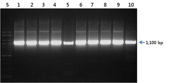 CO1 부위를 증폭하기 위한 VF2/FISH R2 프라이머를 이용한 PCR 결과