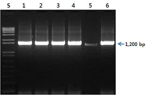 Cytochrome b 부위를 증폭하기 위한 L14724/H15915 프라이머를 이용한 PCR 결과