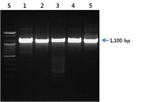 엽록체의 일부 유전자를 증폭하기 위한 rbcL 프라이머를 이용한 PCR 결과