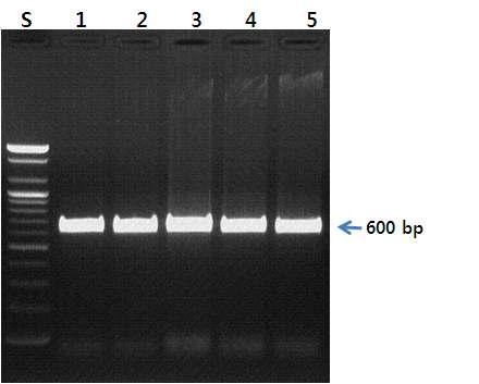 엽록체의 일부 유전자를 증폭하기 위한 rpoB 프라이머를 이용한 PCR 결과