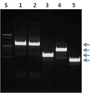 엽록체의 일부 유전자를 증폭하기 위한 trnH/psbA 프라이머를 이용한 PCR 결과