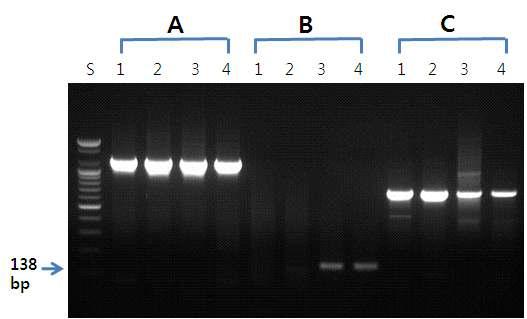 Cytochrome b[A(프라이머 명 : L14724/H15915)] 및 CO1[C(프라이머 명 : LCO1490/HCO2198)] 부위를 증폭하기 위한 일반 프라이머 및 돼지 특이 프라이머(B)를 이용한 PCR 결과