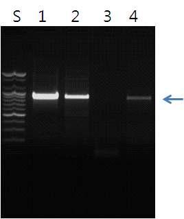 미토콘드리아의 COI 부위를 증폭하기위한 LCO1490/HCO2198 프라이머를 이용한 PCR 결과