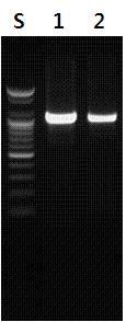 미토콘드리아의 cytochrome b 부위를 증폭하기위한 L14724/H15915 프라이머를 이용한 PCR 결과