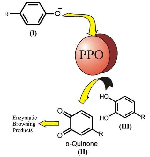 Enzymatic browning reaction scheme.