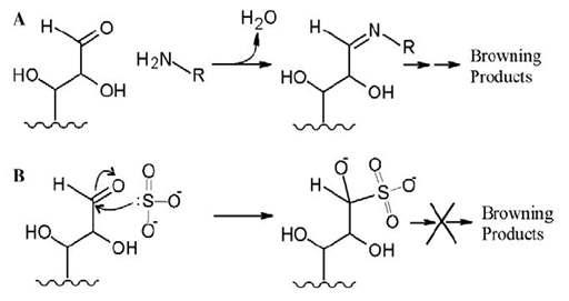 Inhibition mechanism of sulfur dioxide to browning products