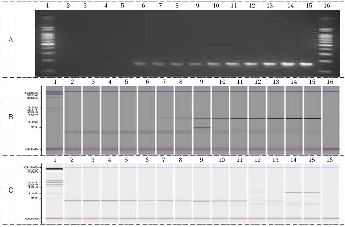 FG72 template / tNOS primer