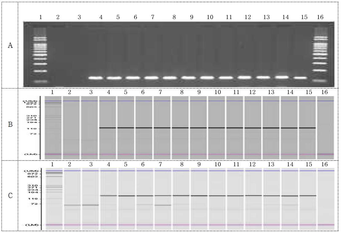 5307 template /SSIIb primer