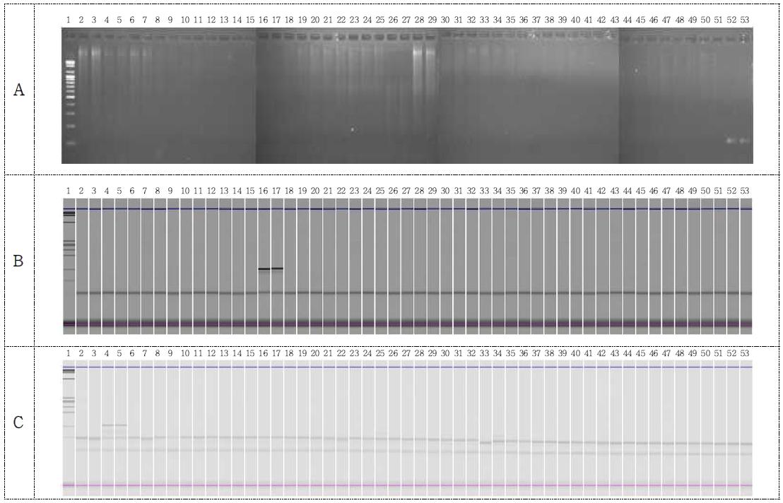 Template DNA 종류/ FG72 primer