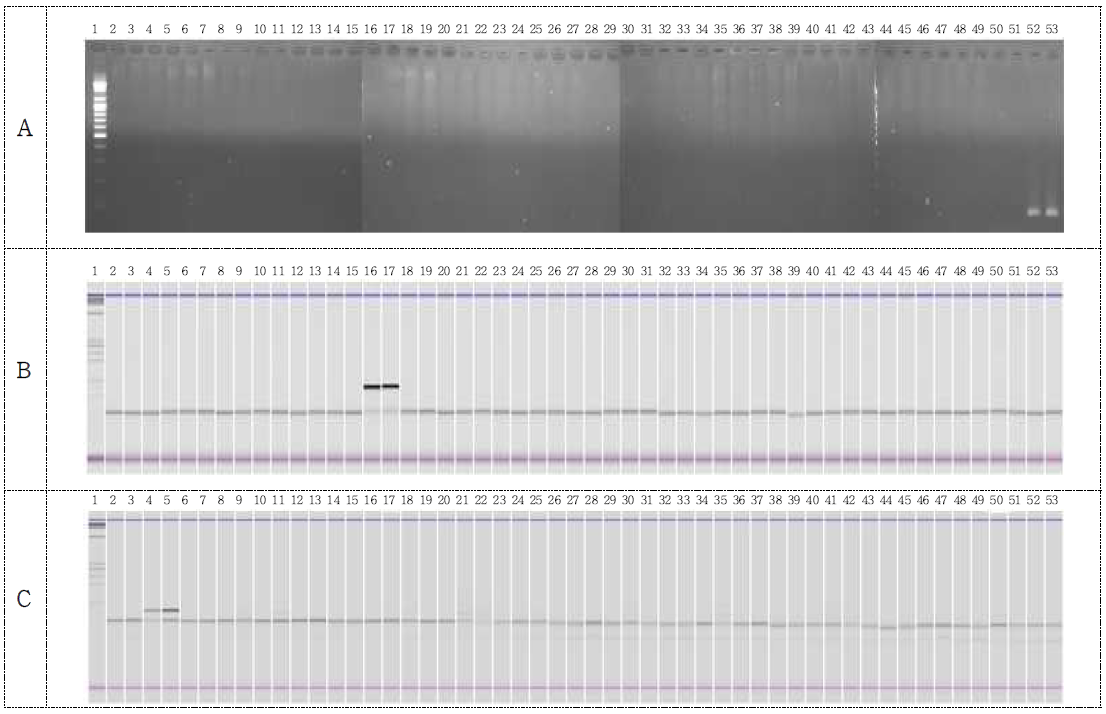 Template DNA 종류/ MON87705 primer