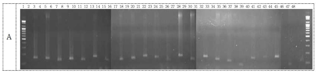 Template DNA 종류/ MON87769 primer