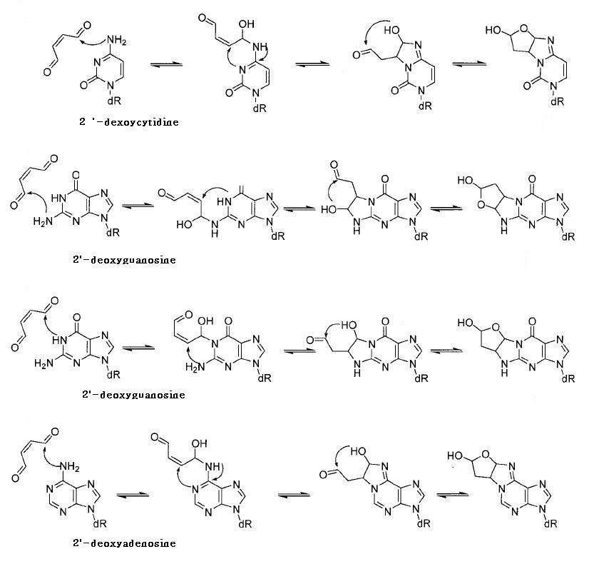 Reaction of cis-2-Butene-1,4-dial with Deoxyribonucleosides